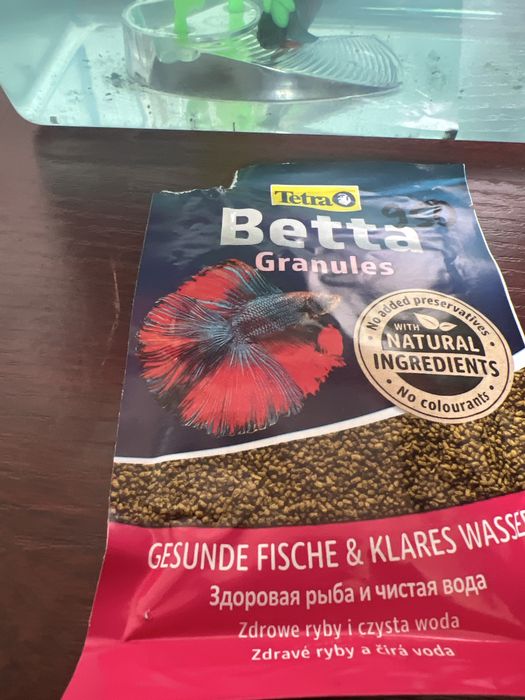 Рыбка петушок самец