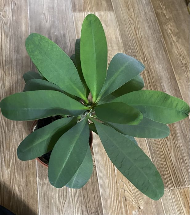 Цветы  комнатные