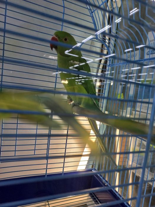 Ожереловый попугай ручные