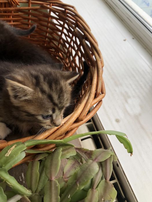 Котята в добрые руки