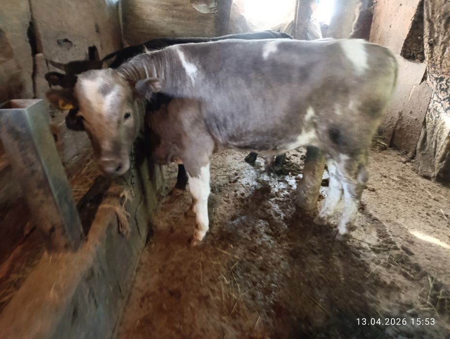 Продам двух хороших быков