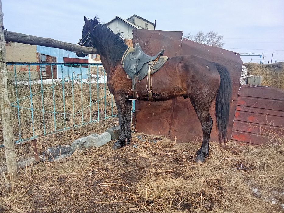 Қазақи ірі ат сатылады