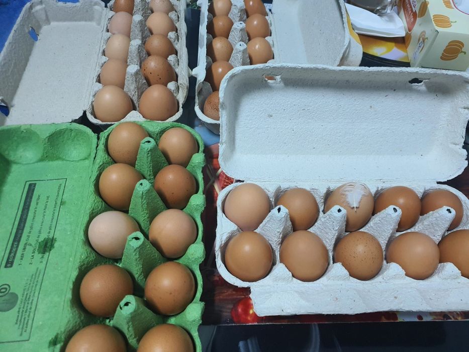 Pui de o zi,oua de incubat gaini Isa Brown