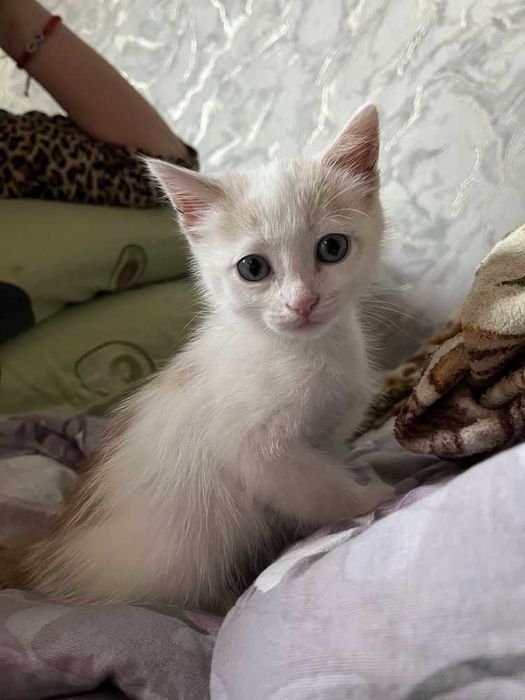 Котёнок мальчик 5 месяцев