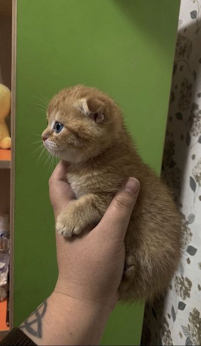 Скоттиш Фолд.  Редкий Окрас.