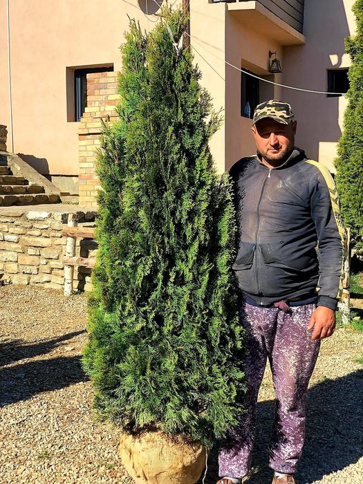 Tuia smaragd calitate extra toate dimensiunile Transport gratuit