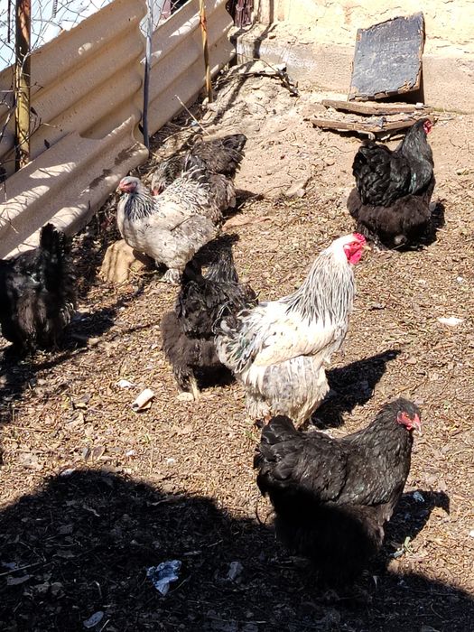 Инкубационные яйца брама