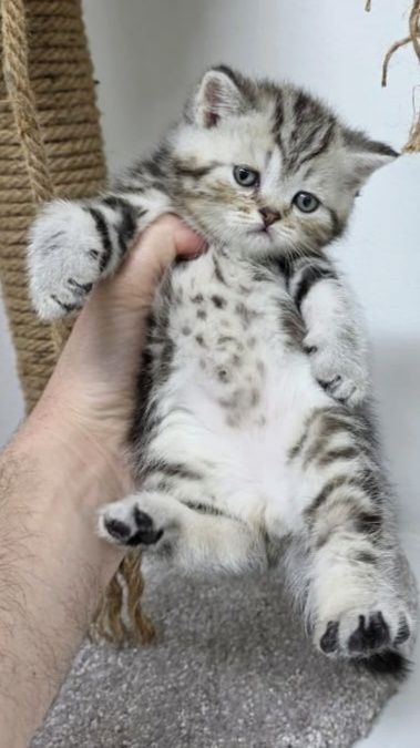 ШотЛандСкие -  - котЯта