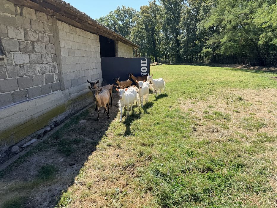 Vand 10 capre tinere 7 alpine si 3 zane