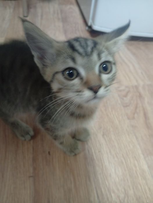 Отдам в добрые руки котят