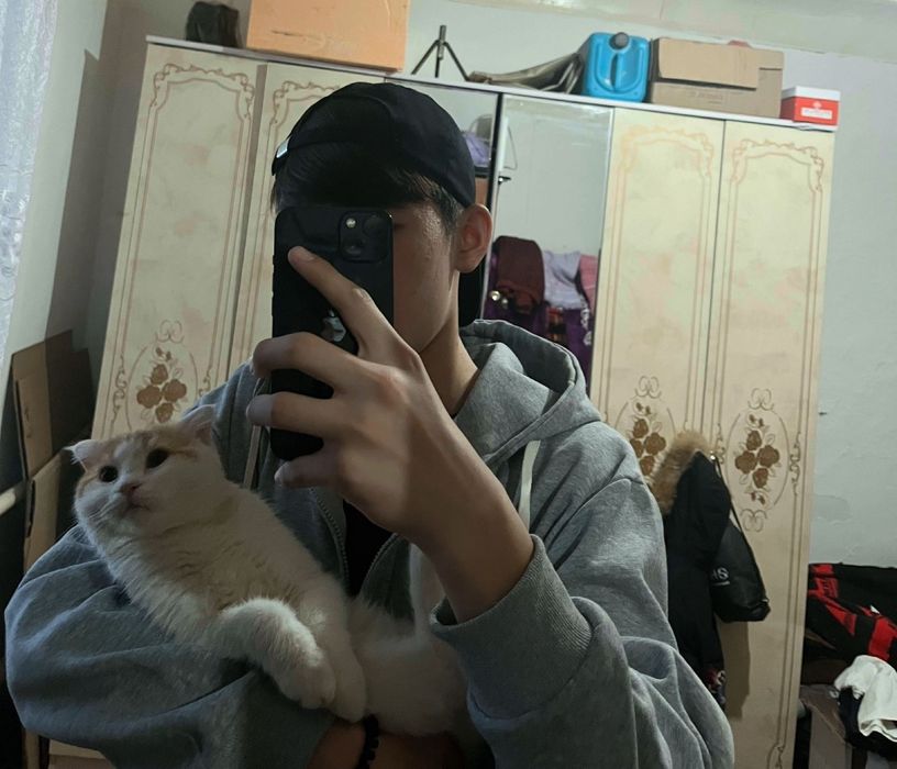 Шотландская вислоухая кошка