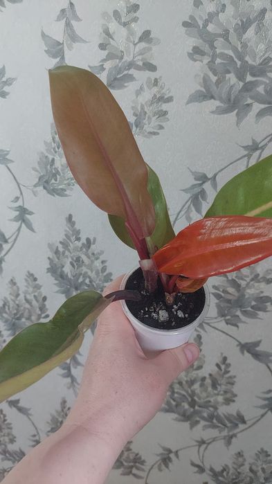 Цветы домашние продам срочно