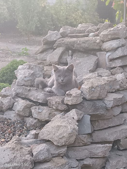 Отдам в добрые руки