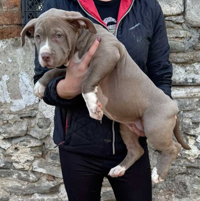 Американско були Хл American bully Xl