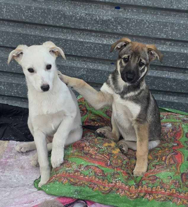 Щенки девочки 2.5месяца