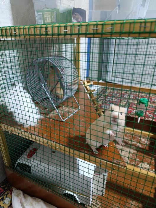 Hamyak  srochna sotiladi