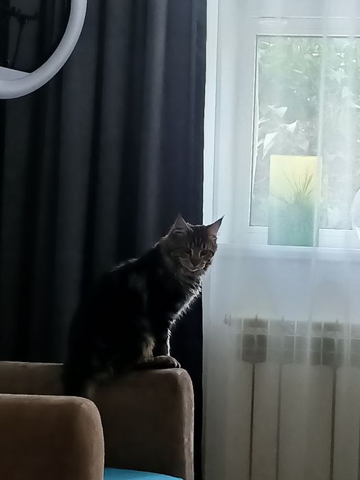 Кот МЕЙН КУН г Аксай