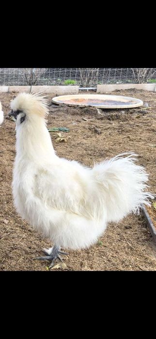 Cocoș mătase japoneză și găini pitice + cocoși