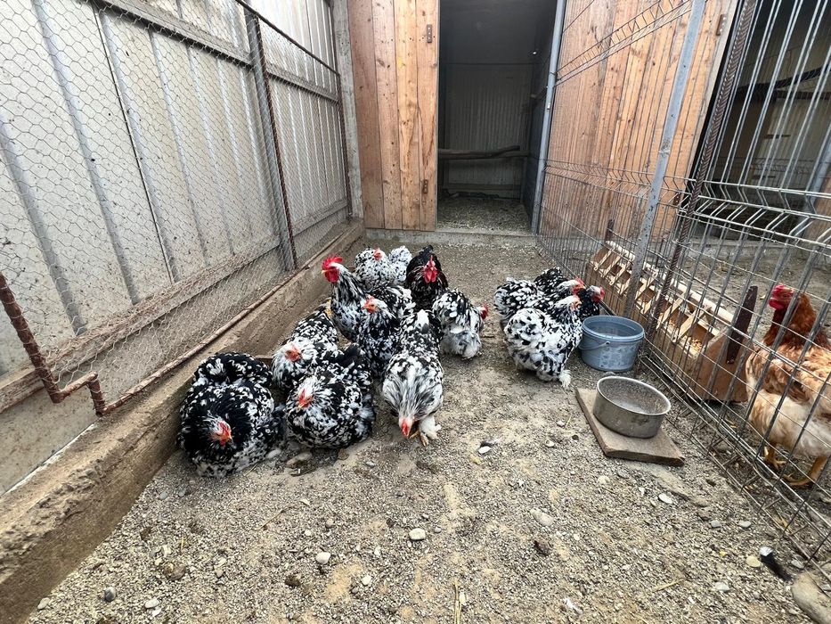 Vând Cochinchina pitic