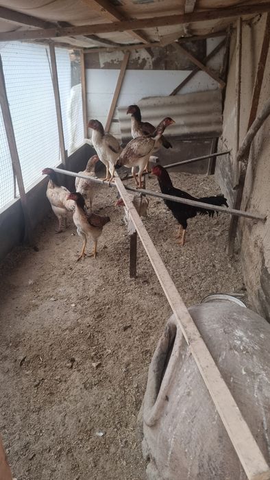 Assalomu alaekum  tuxum sotiladi