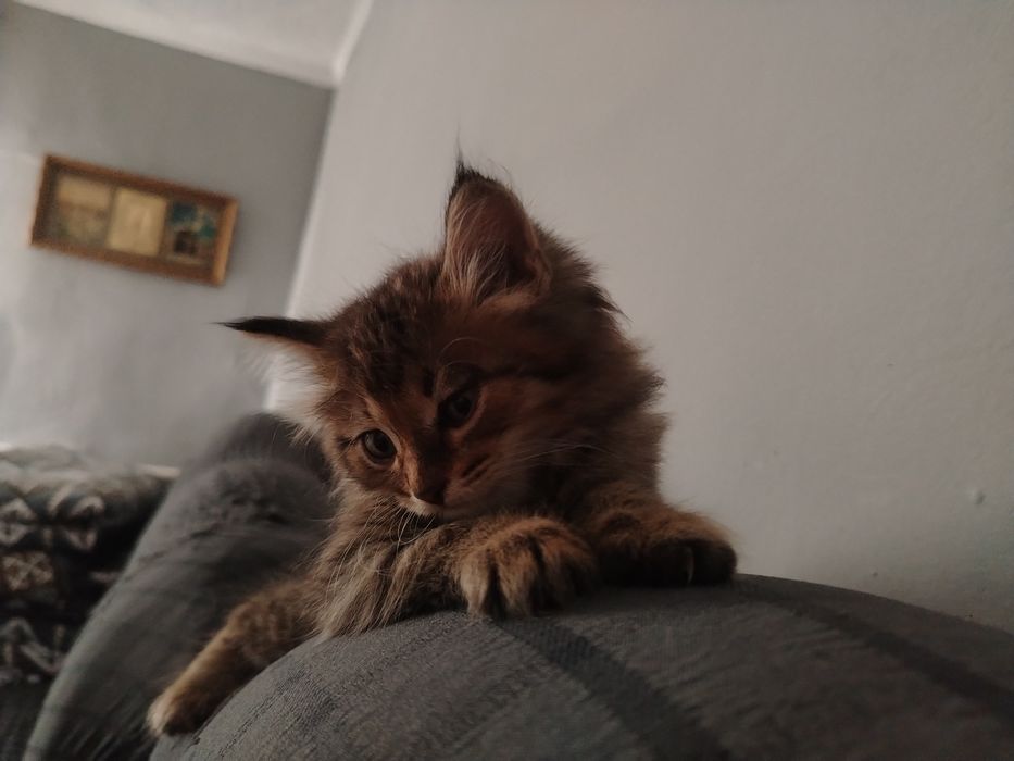 Марғаулар  1 жарым айлық