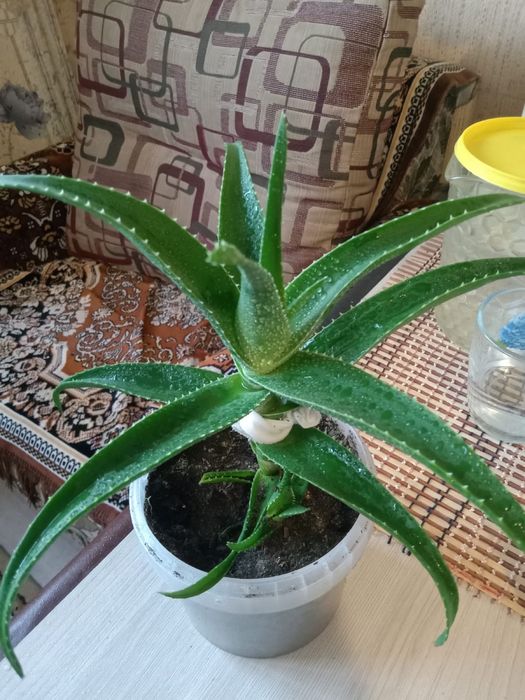 Цветы комнатные продажа