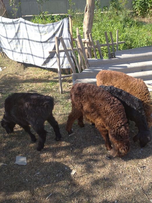 Гиссар крупной породы