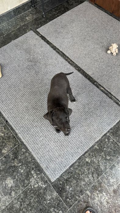 Лабрабор щенок 3 месяца