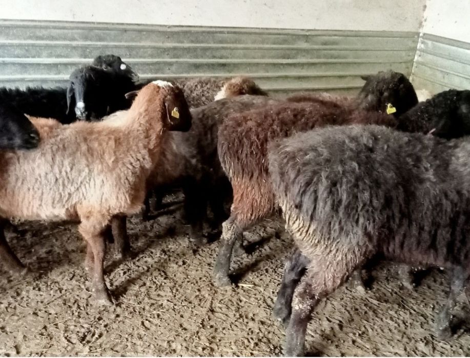 Кои токты бар сатылатын