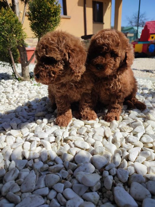 Пудел Той/Toy Poodle