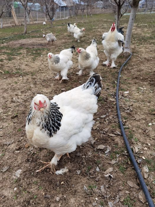 Oua pentru incubat de găină brahma cu mixta - de vanzare