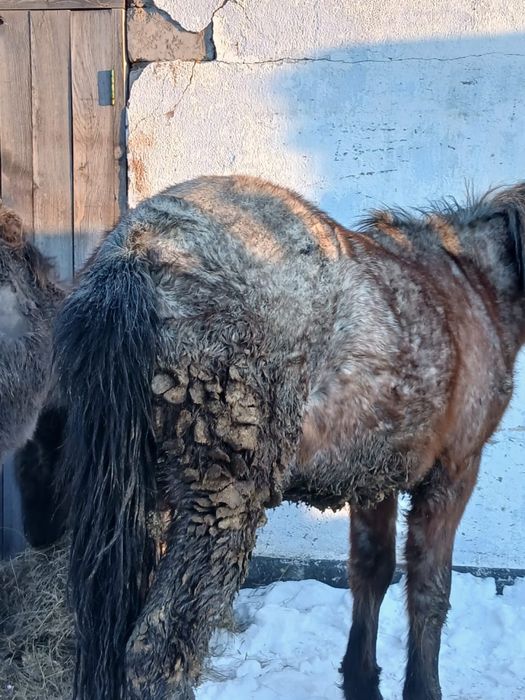 Продам тай на откорме