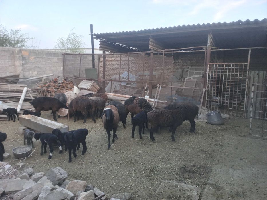 Kogonda ona bola qo'ylar sotiladi 5.5 mlndan 6.5 mlngacha