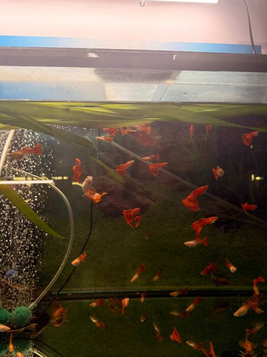 Guppy Albino Full Red 25 ron buc (sau mai ieftin angro)