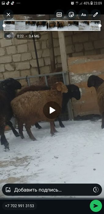 Семіз қойлар сатылады