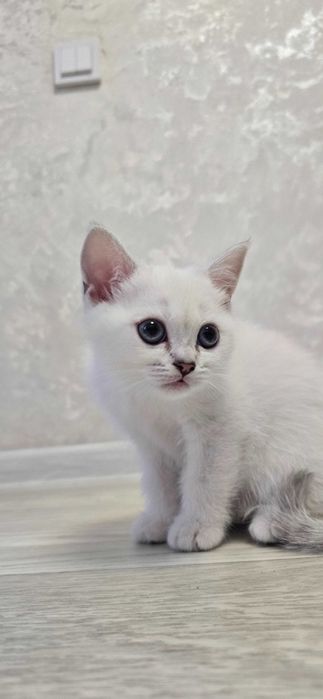 Котята британские