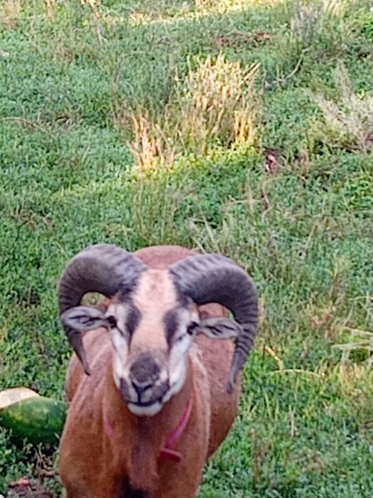 Vând  2 berbeci de camerun și o oaie