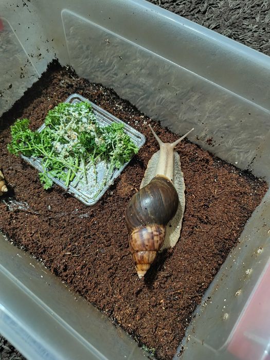 Улитки ахатины продажа