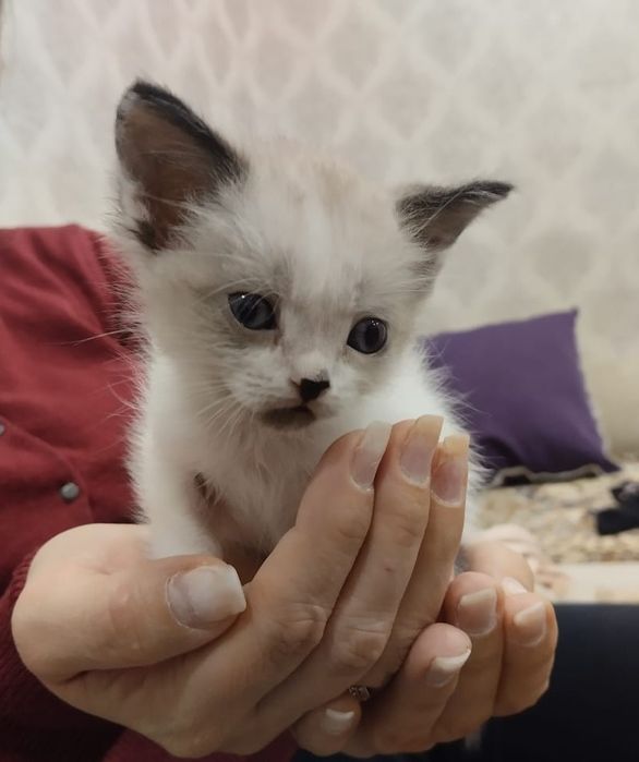Котенка  в добрые руки