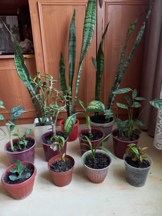 Продам комнатные цветы