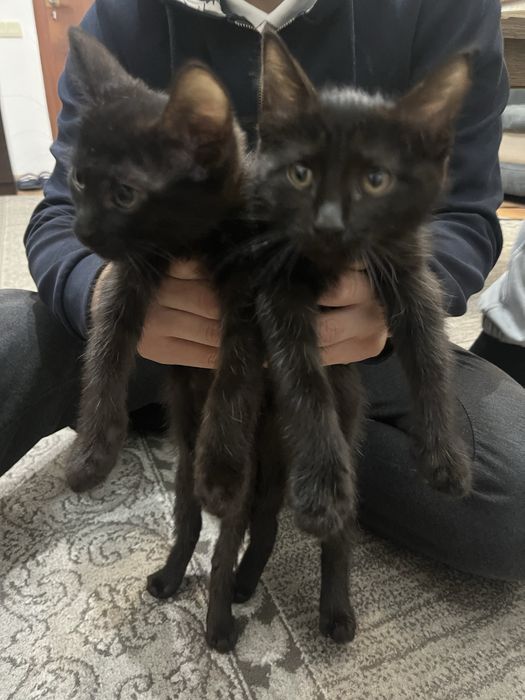 Котята продаем в хорошие руки