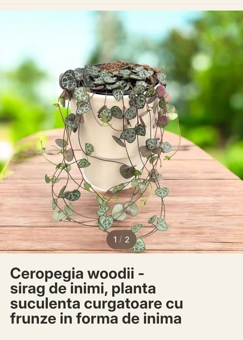 plantă curgătoare,,String of Hearts "( Șirag de inimi)