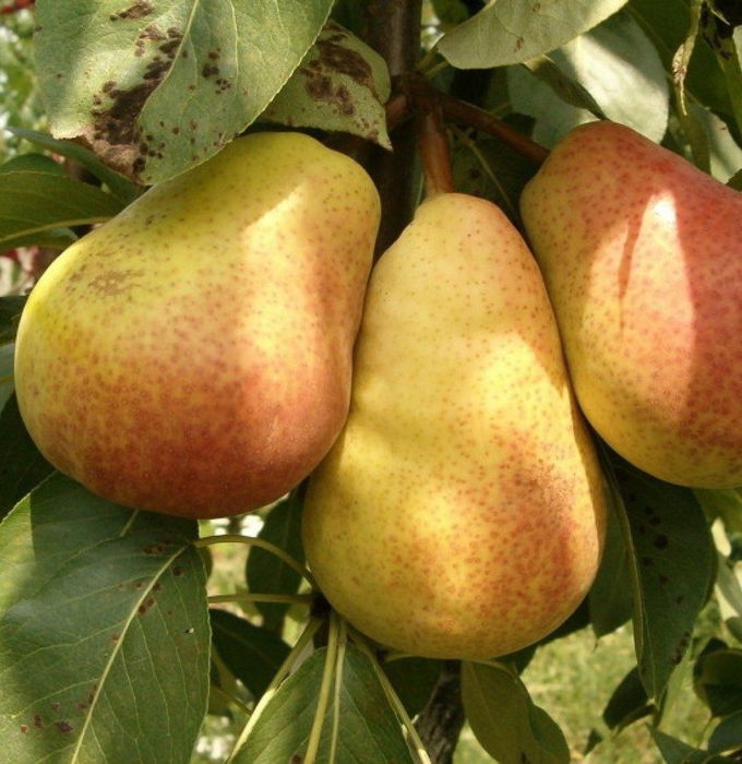 Сертификат берамиз кучатларга