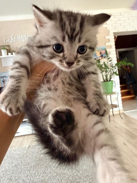 Британский котенок