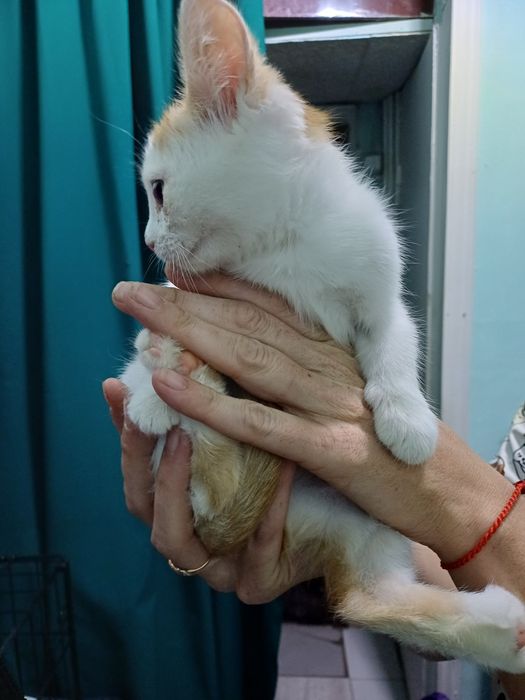 Котёнок-львёнок  - счастье в Ваш дом