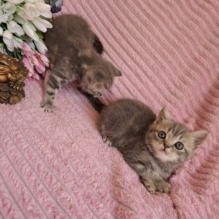 Британские котята