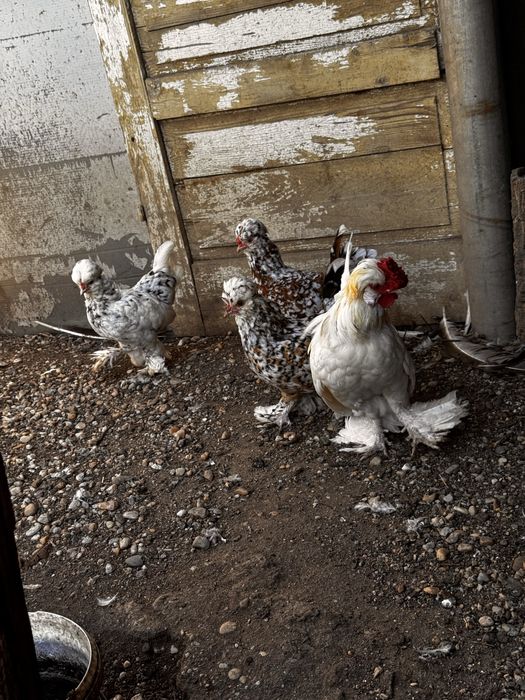 Struma bantam pitic