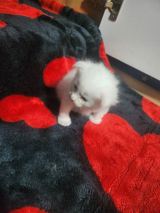 Продаются котята