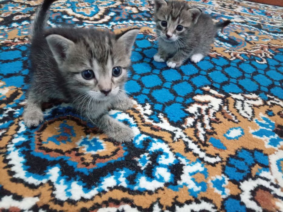 Отдам котёнка в хорошие руки