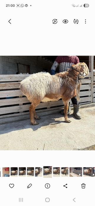 Продам Арашан Кашкар